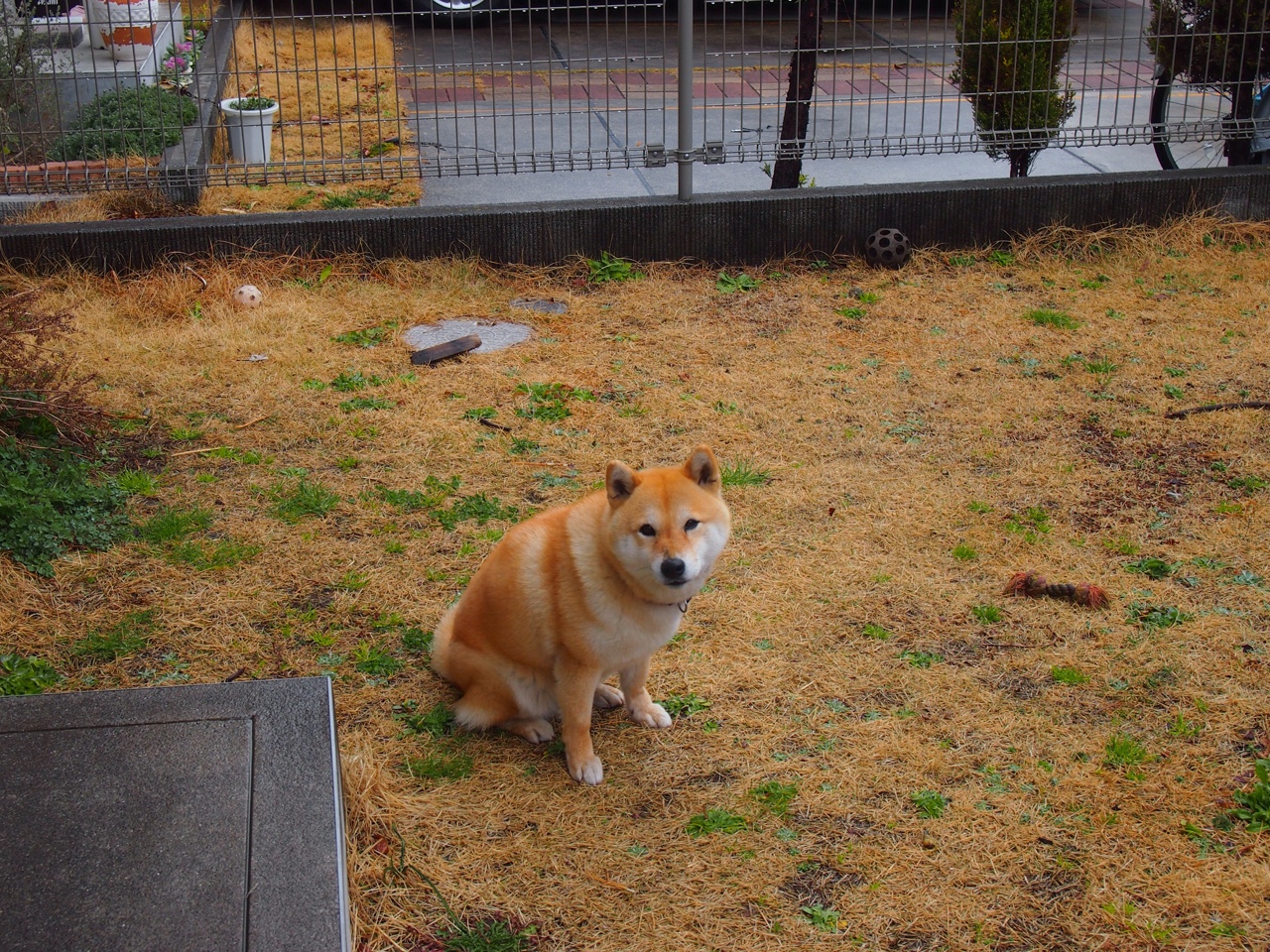 伊朗马术协会设立青少年马术奖学金，支持优秀学员发展。，伊朗masaf