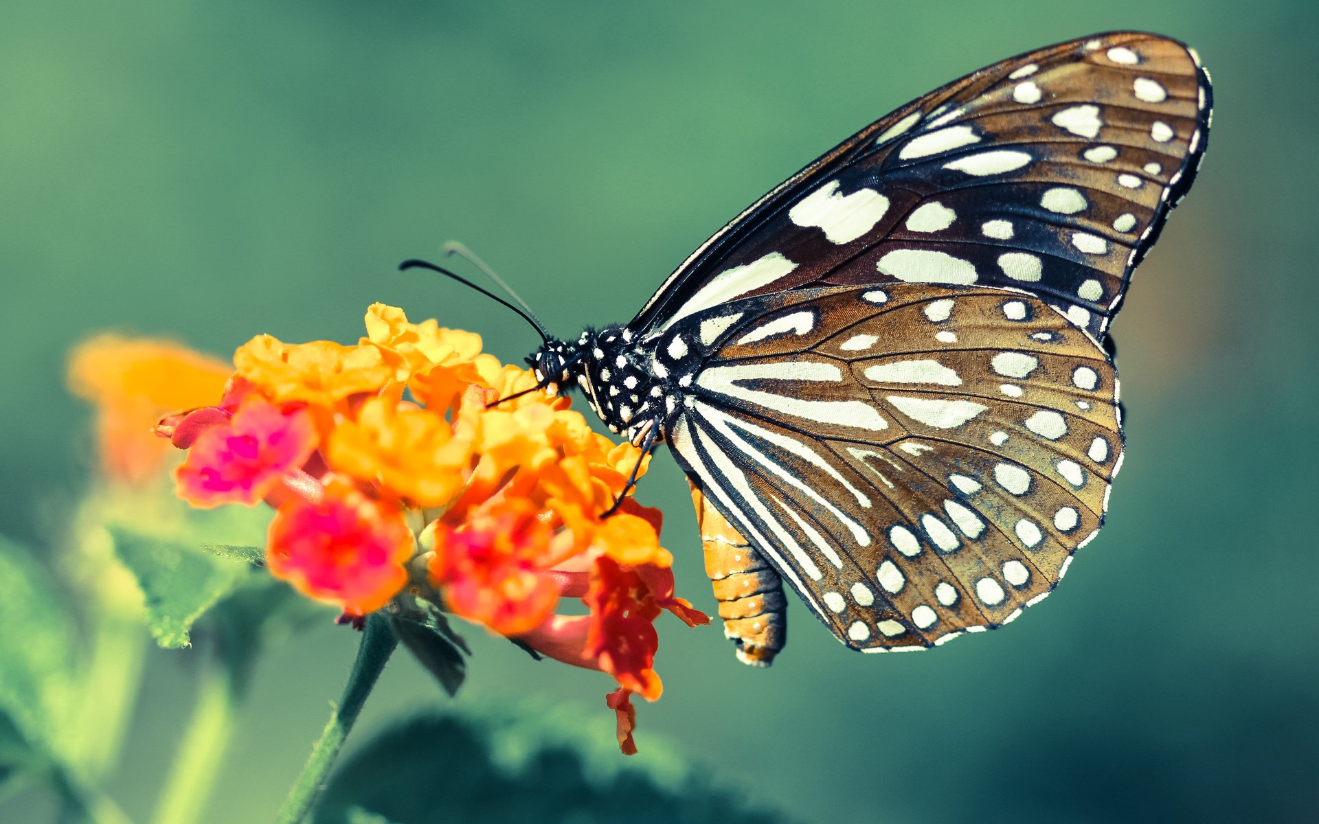 全国青少年篮球比赛线上线下联动,全民参与热情高涨,全国青少年篮球比赛视频