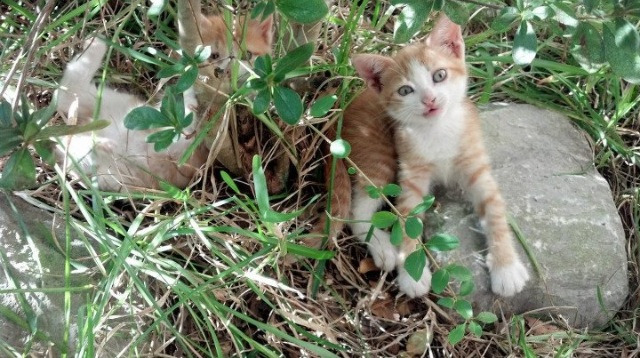 爱游戏 ayx 中国官方网站-历史瞬间：那些年球队赢得冠军的经典时刻，有没有球队全胜夺冠