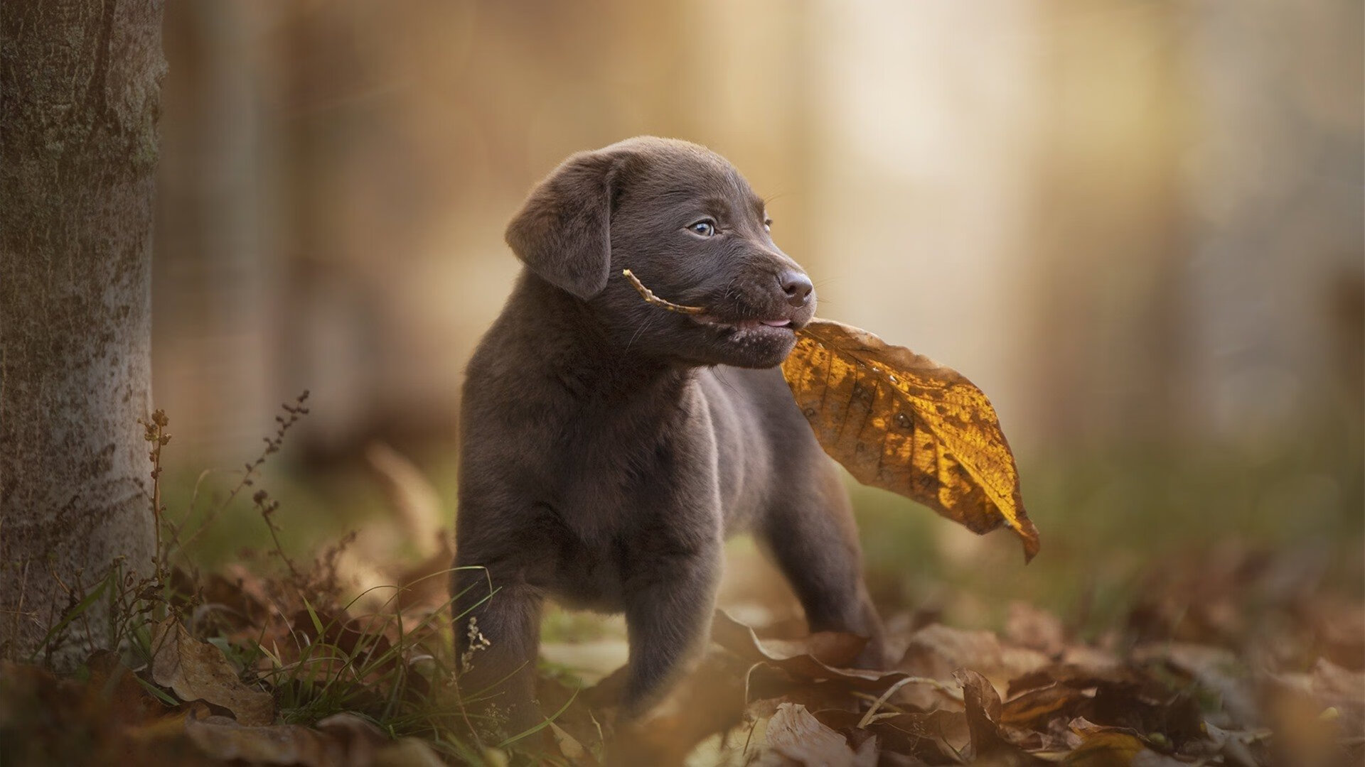 太阳老板宣布五年内冲冠计划,招募专家组打造强队,太阳老板是谁