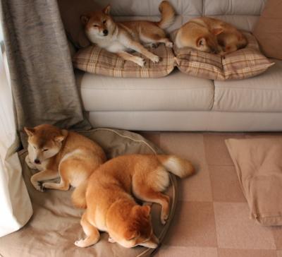 山东经济圈篮球赛事联盟成立,为区域体育合作添动力,山东篮球球队叫什么名字