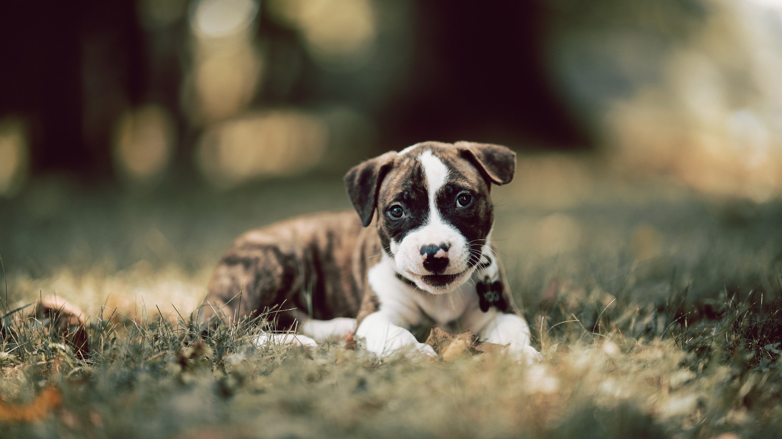 库里：从无名到超巨，他如何改变了联盟的打法？，库里lol